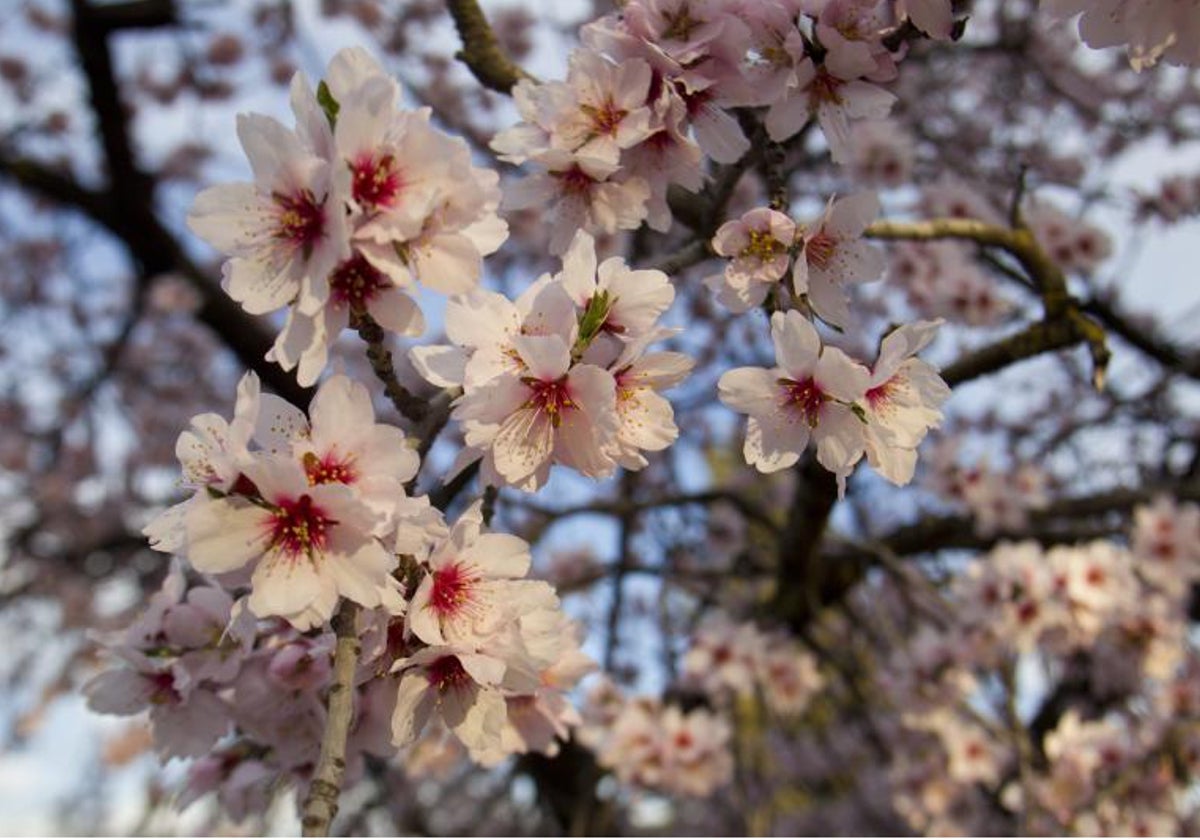 Almendros en flor en el parque Quinta de los Molinos