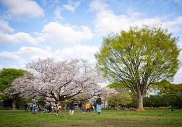 Disminuyen los beneficios para la salud de niños y adolescentes que viven en las ciudades