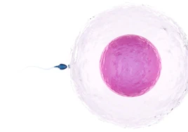 Hay más bebés nacidos por FIV si los óvulos se recolectan en verano, según un estudio
