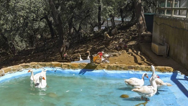 Los niños tienen la oportunidad de vivir de cerca la experiencia de conocer animales típicos de granja