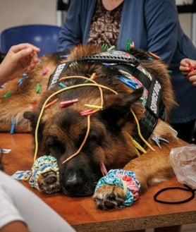 Imagen secundaria 2 - lLos perros de terapia de José García Granados (Maeveniall), en la residencia de Amavir Ciudad Lineal