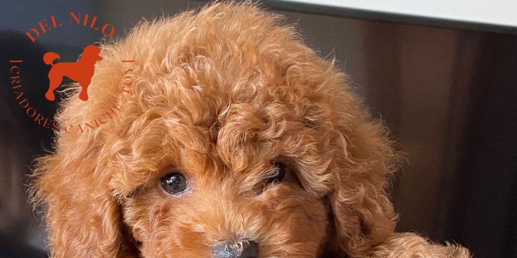 Caniche Toy del Nilo. Amor, familia y genética
