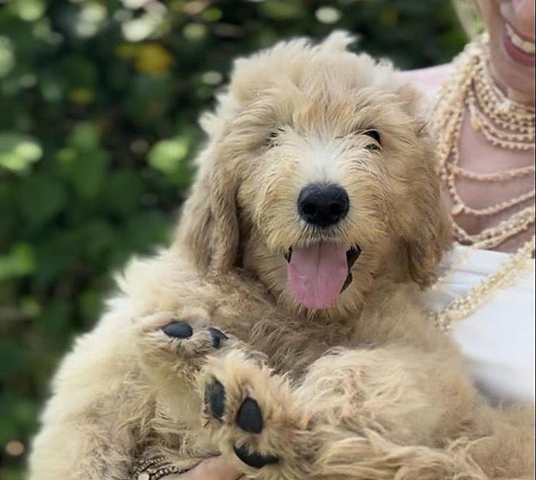 Labradoodle Maravilla: Um projeto familiar espanhol que viaja todos os anos para a Austrália para preservar um verdadeiro Australian Cobberdog.