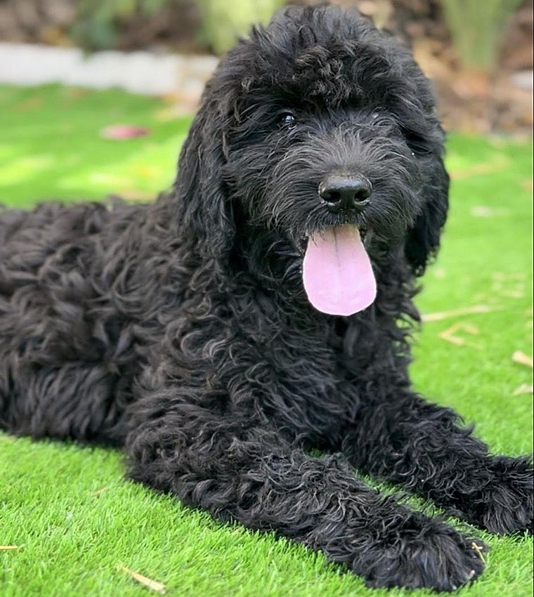 Labradoodle Maravilla: el proyecto familiar español que viaja cada año a Australia para preservar el auténtico Australian Cobberdog