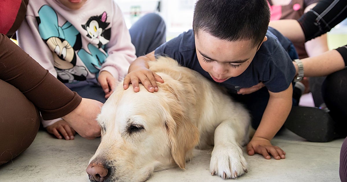 Así mejoran los perros la concentración, la sociabilidad y la autoestima de niños con discapacidad