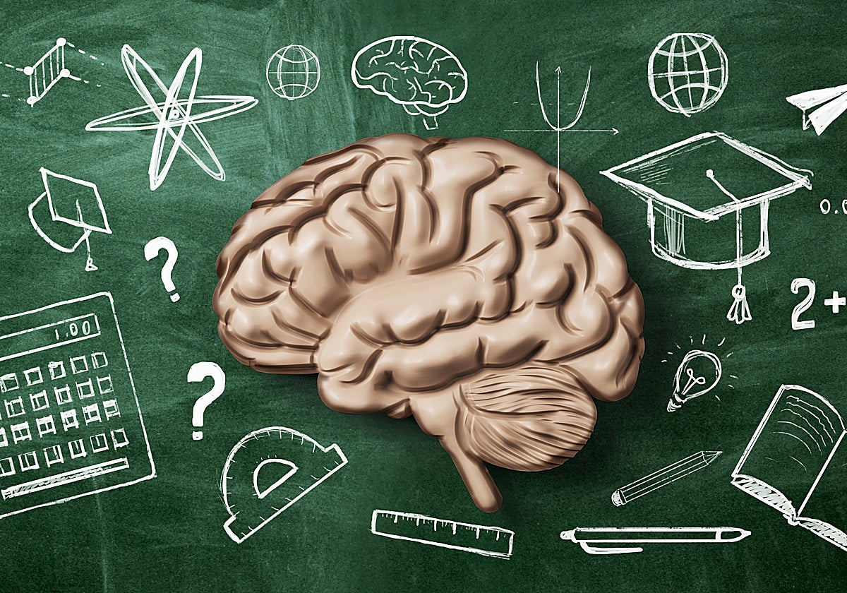 El cerebro de los niños tampoco vuelve de vacaciones el primer día de colegio
