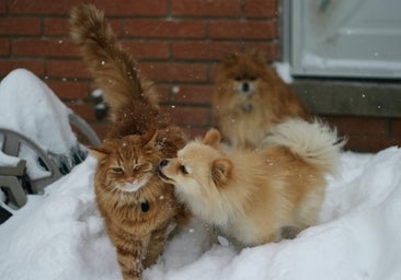 Cinco productos para cuidar, proteger y mimar a tus mascotas