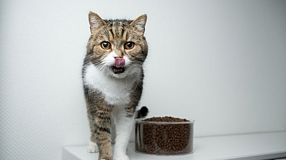 Los 5 mejores dispensadores de comida para gatos