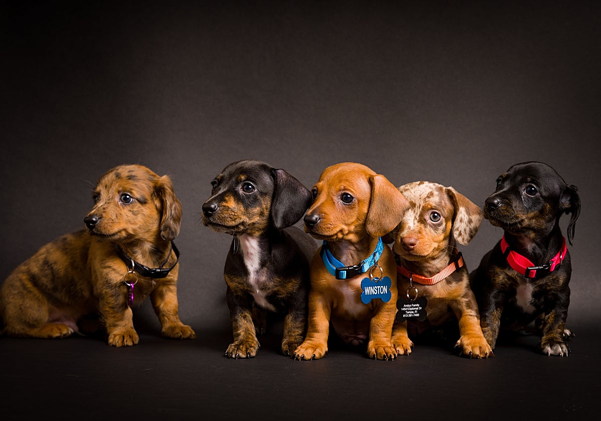 Camada de cachorros de Teckel