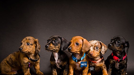 Los mejores piensos para perros según el tamaño de su raza calidad-precio