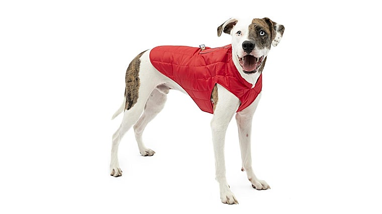 Los mejores chubasqueros para proteger a tu perro de la lluvia y el frío