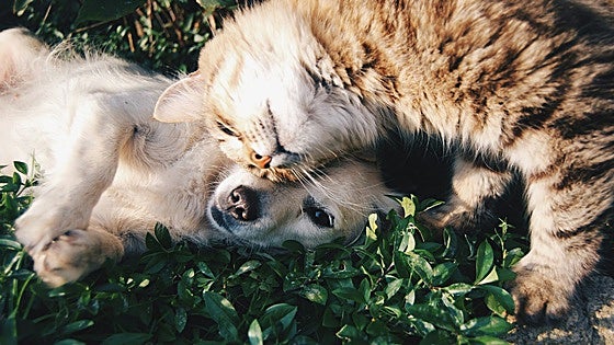 Descubre los mejores cortauñas para perros y gatos