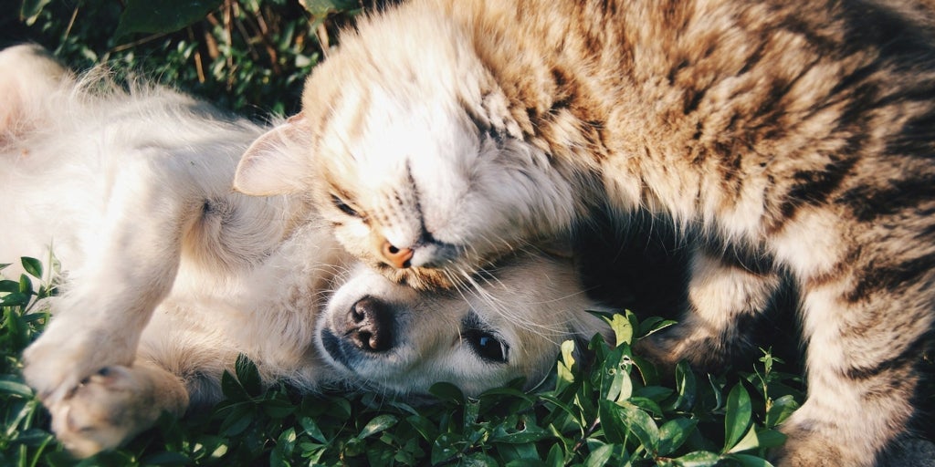 Descubre los mejores cortauñas para perros y gatos