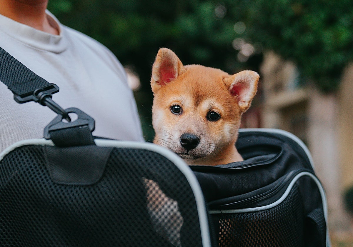 Los mejores transportines para viajar con tu mascota este verano.