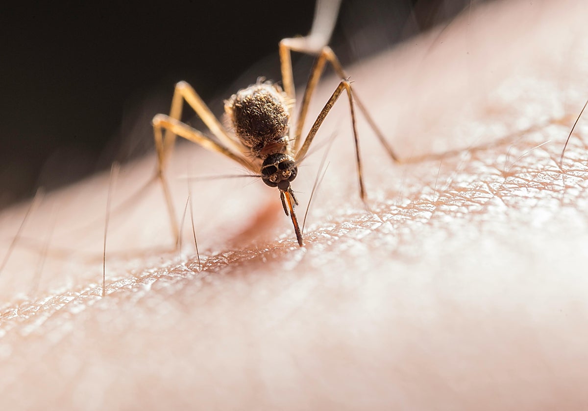 Qué llevar y colocar para evitar que te piquen los insectos