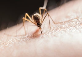 No más picaduras en vacaciones: qué llevar y colocar para evitar que te piquen los insectos