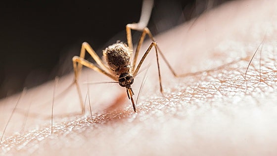 No más picaduras en vacaciones: qué llevar y colocar para evitar que te piquen los insectos