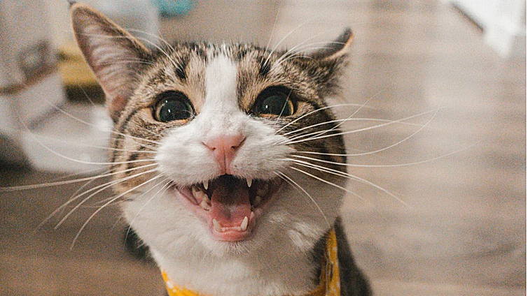 Dale a tu mascota lo que se merece: estos son los 7 accesorios para gatos más vendidos en Amazon