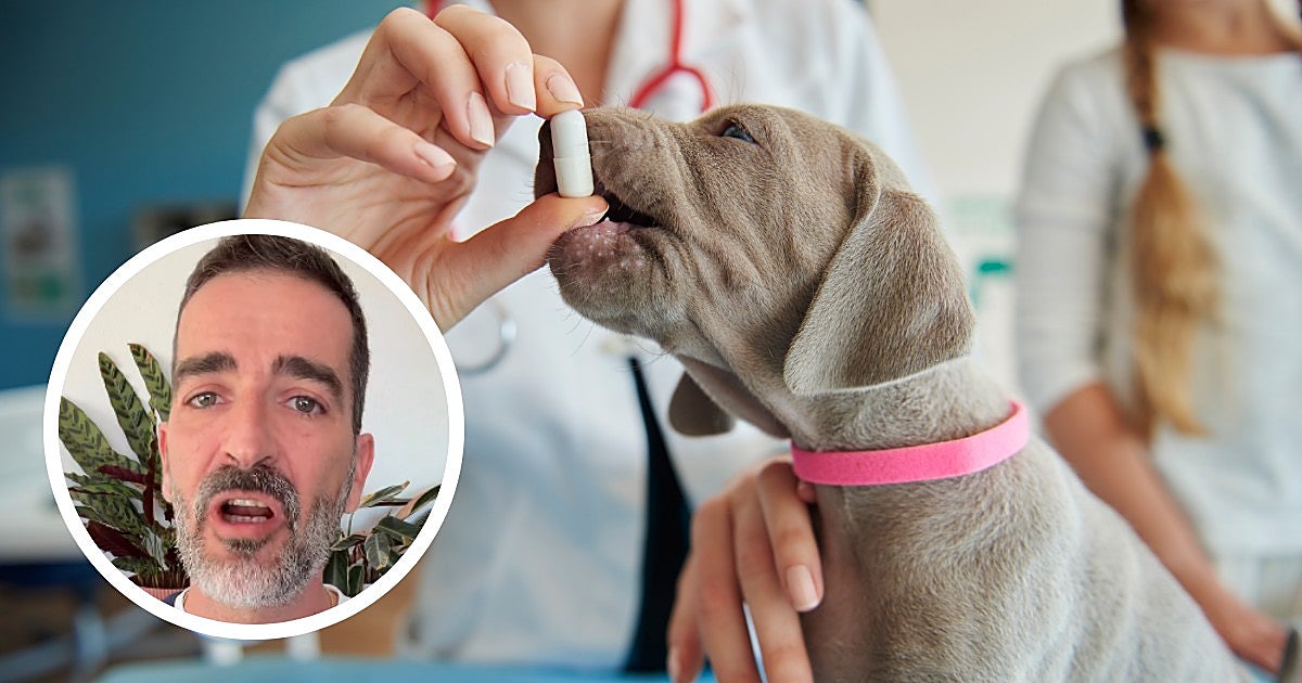 Pablo Olmedo, veterinario, indica cuál es el mejor antiparasitario para tu mascota: «Depende de cada caso»