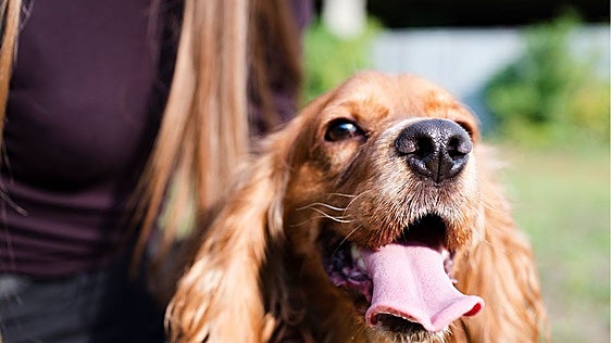Cuida de tu mascota con las mejores tiendas de animales de 2026: ¿cuáles son?