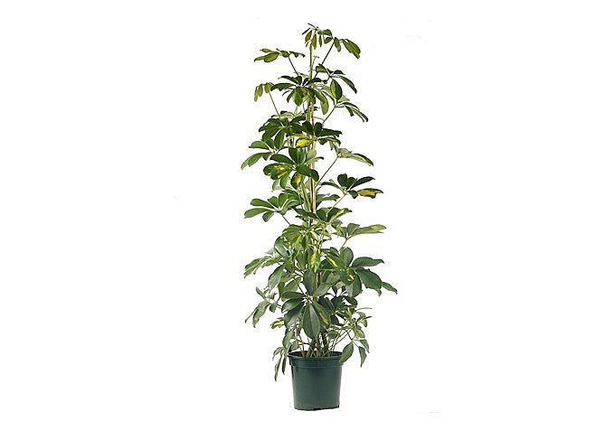 Planta schefflera de interior en maceta de 17 cm