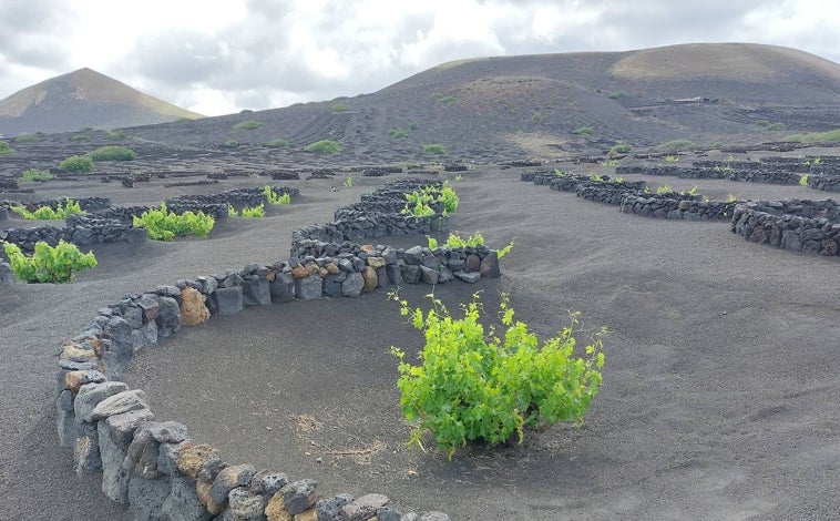 Imagen - Así son los peculiares viñedos tradicionales de Lanzarote