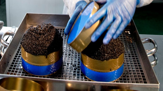 Envasado del caviar en su formato más grande, una lata metálica de un kilo