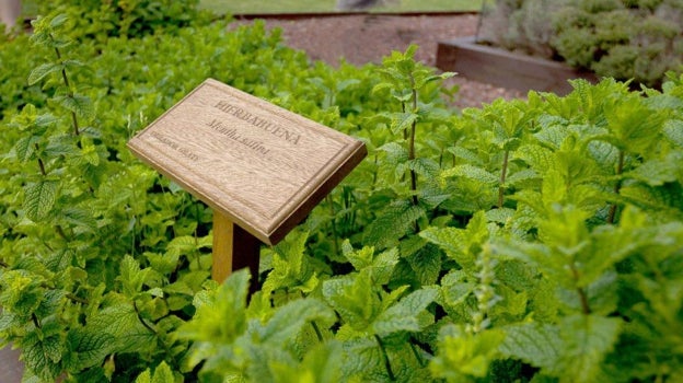 Plantas aromáticas en el obrador de la heladería