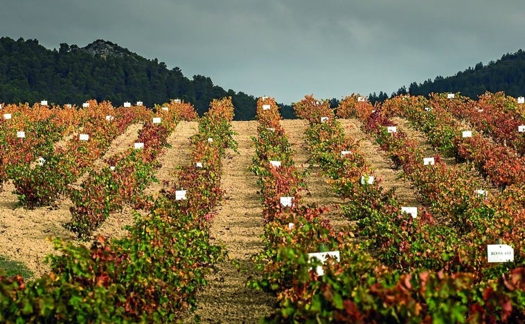 Variedades de vino: adaptarse o morir