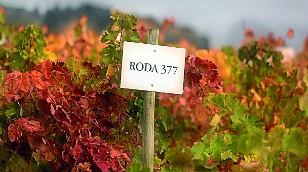 Banco de germoplasma en las Bodegas Roda, en el viñedo de Cubillas, en Haro