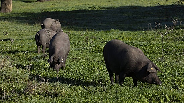 La montanera del cerdo de Joselito