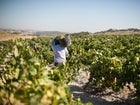 Vendimia en las viñas de Barbadillo, en Cádiz