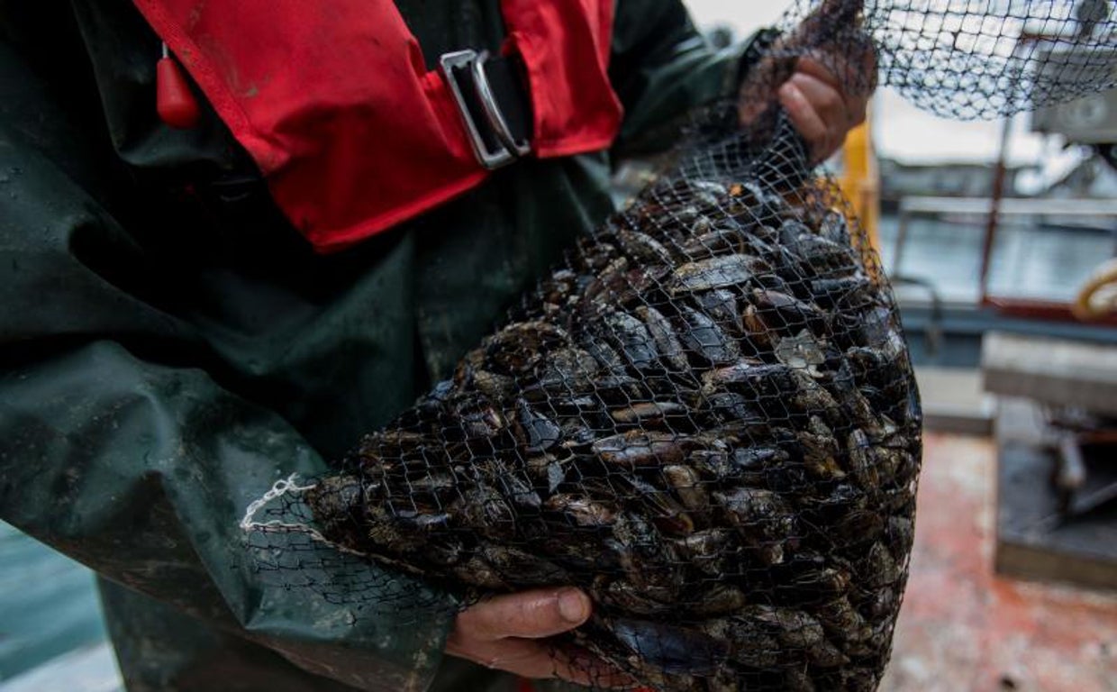 El mejillón es uno de los 'super blue food' a los que el Encuentro de los Mares dedica su IV edición