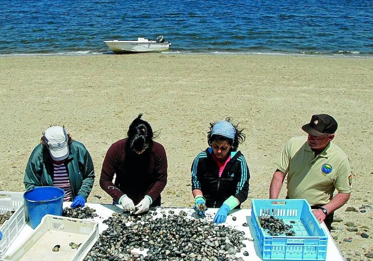 Preocupación en el sector del marisco: «Las cigalas  no son un alimento de primera necesidad»