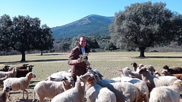 Rafael Sandoval, sumiller de Coque –dos estrellas Michelin en Madrid–, rodeado de las ovejas de raza rubia de El Molar y colmenareña en la finca que tiene junto con sus hermanos en El Escorial