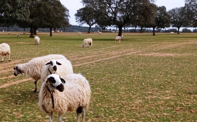 Imagen principal - Sobre estas líneas, ovejas churras pastando en La Dehesa de la Guadaña, la finca de Petramora. Abajo, a la izquierda, solomillos de oveja, la parte más preciada del animal. A la derecha, el lomo cocinado.