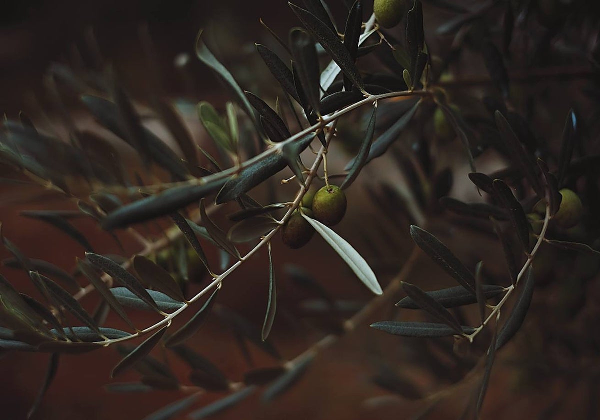 Aceites Delgado trabaja con 4500 hectáreas de olivos