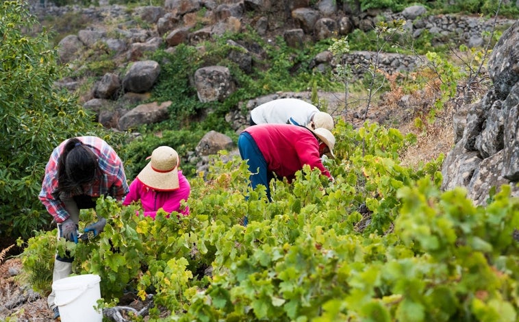 Imagen principal - Vendimia en los viñedos de Altos de Chipude, en La Gomera. Abajo, a la derecha, la uva forastera con la que Gloria Negrín elabora su vino Rajadero