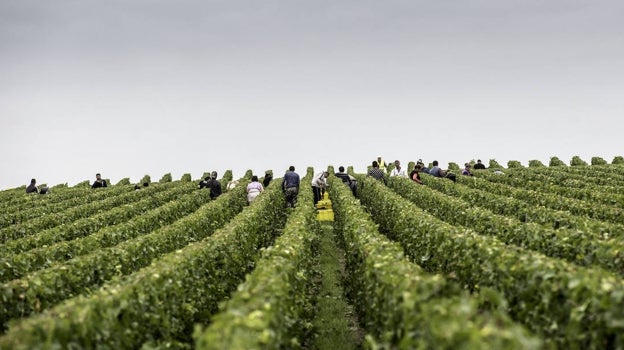 Vendimia manual en los viñedos de Laurent Perrier