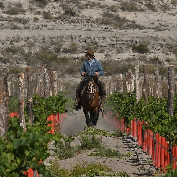 Ribera del Cuarzo, el vino del viento patagónico