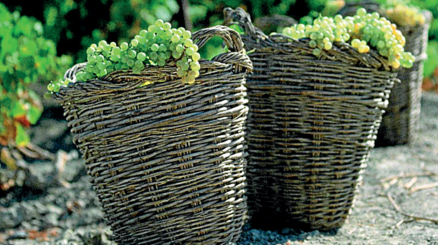 Palabra de vendimia: ¿cómo serán los vinos de la añada 2023?