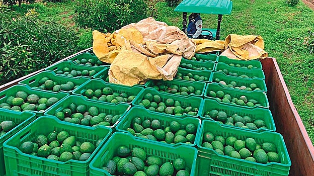 El aguacate, el rey