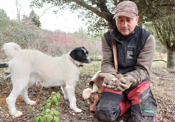 El negocio de micorrizar árboles: ¿se puede tener 'Tuber melanosporum' en el jardín de casa?