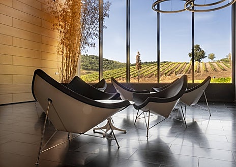 Imagen secundaria 1 - Cepa 21 y sus vinos.