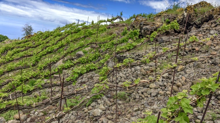 Cordón trenzado de listán blanco, uno de los proyectos de Envínate en Tenerife