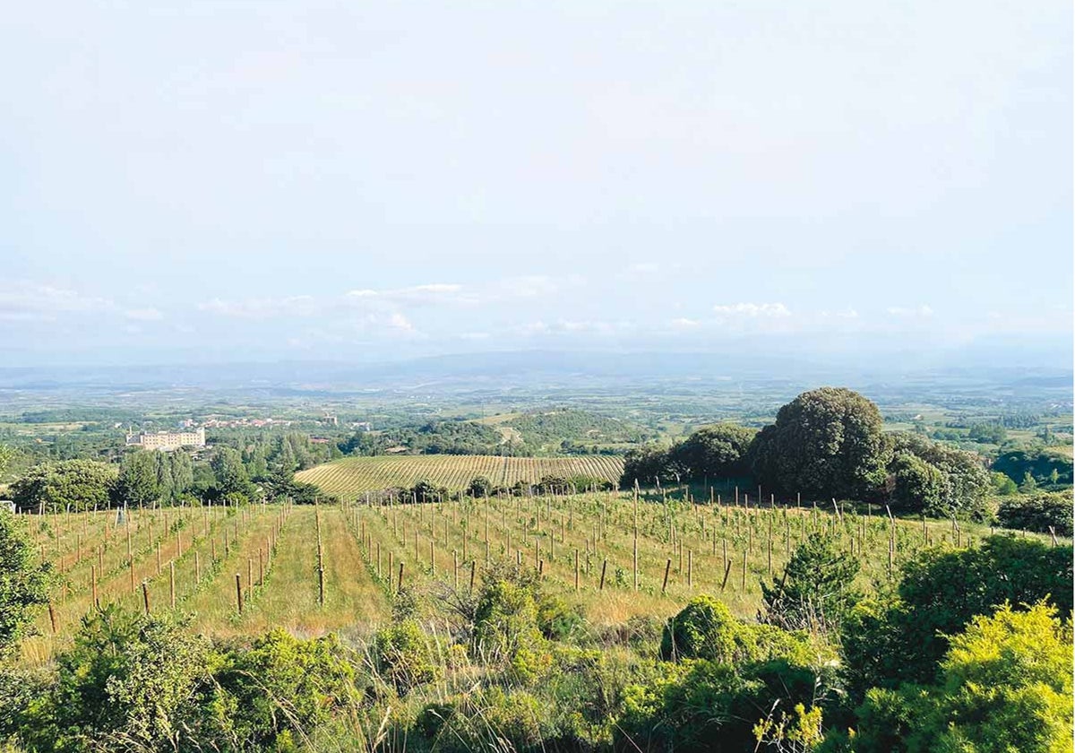 Benedicto, la madre del tempranillo