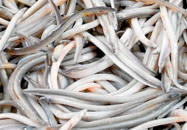 Angulas: el bocado sibarita y navideño que sacó de quicio a Sigmund Freud