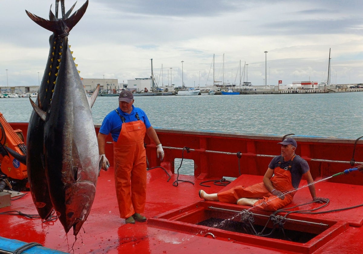Descarga de atunes recién llegados de la almadraba de Tarifa, el pasado jueves, a las instalaciones de Gadira en el puerto de Barbate