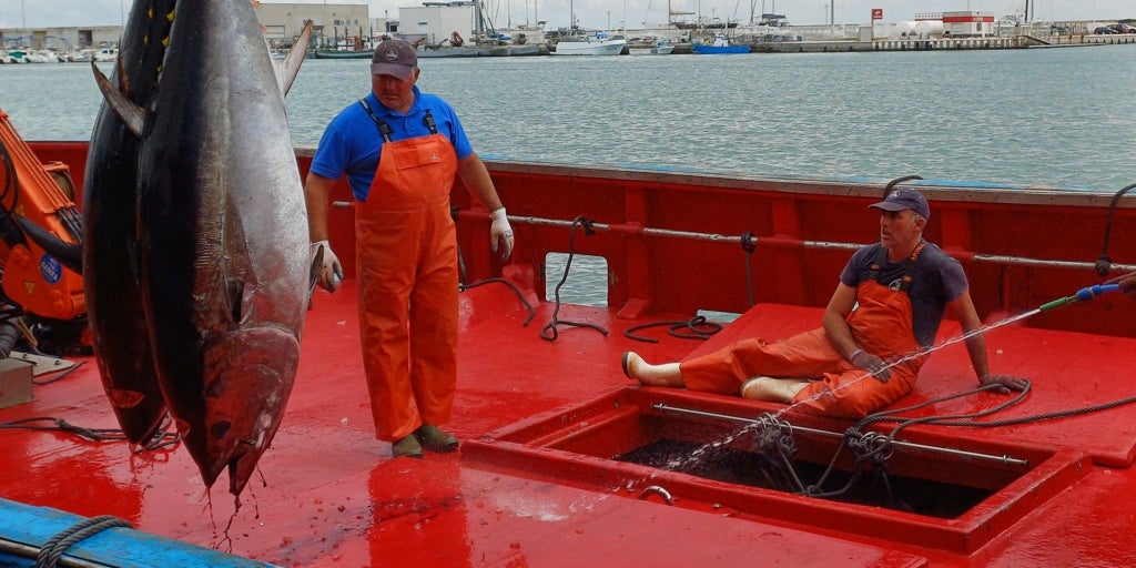 Furor por el atún rojo salvaje de Cádiz: ¿más capturas y almadrabas para 2026?