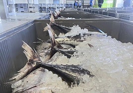 La ruta gastronómica del bonito del norte, rey del verano